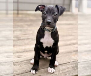 American Staffordshire Terrier-Boxer Mix Dogs for adoption in Chester, VA, USA