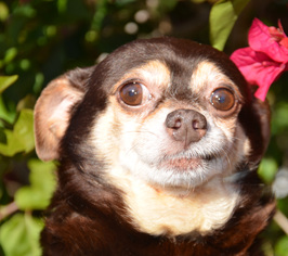 Chihuahua Dogs for adoption in Englewood, FL, USA