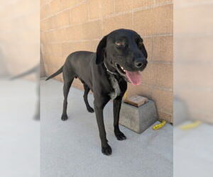 Labrador Retriever Dogs for adoption in Salinas, CA, USA