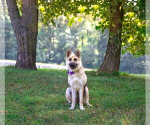 German Shepherd Dog-Unknown Mix Dogs for adoption in Unionville, PA, USA