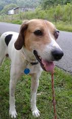 Treeing Walker Coonhound-Unknown Mix Dogs for adoption in Clearfield, KY, USA