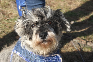 Mutt Dogs for adoption in New Monmouth, NJ, USA