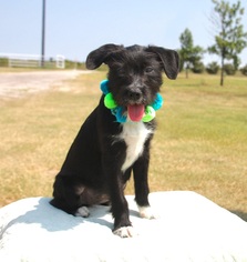 Border Collie Dogs for adoption in Carrollton, TX, USA
