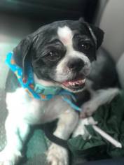 Shih Tzu Dogs for adoption in Groveland, FL, USA