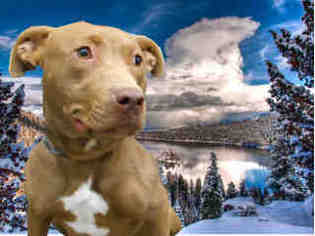 American Pit Bull Terrier Dogs for adoption in vacaville, CA, USA