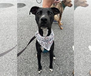 Labrador Retriever-Unknown Mix Dogs for adoption in Greenville, SC, USA