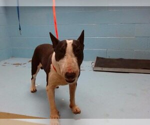 Bull Terrier Dogs for adoption in Moreno Valley, CA, USA