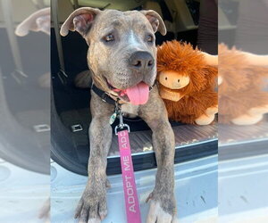 Mutt Dogs for adoption in Santa Barbara, CA, USA