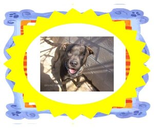 Staffordshire Bull Terrier Dogs for adoption in KELLYVILLE, OK, USA