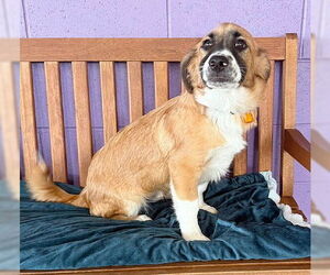 Pembroke Welsh Corgi-Unknown Mix Dogs for adoption in Genesee, WI, USA