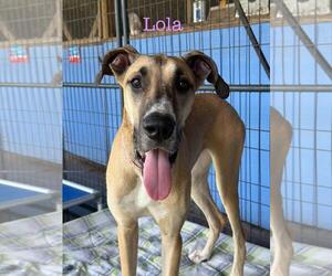 Great Dane Dogs for adoption in Palm Beach, FL, USA