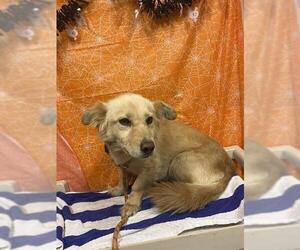 Cardigan Welsh Corgi-Unknown Mix Dogs for adoption in Modesto, CA, USA