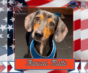 Dachshund Dogs for adoption in San Antonio, TX, USA