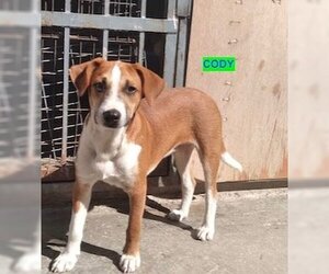 Boxer-Unknown Mix Dogs for adoption in Woodland Hills, CA, USA