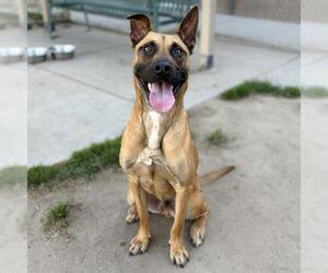 Mutt Dogs for adoption in Modesto, CA, USA