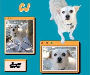 Mutt Dogs for adoption in Lindsay, CA, USA