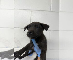 Labrador Retriever-Unknown Mix Dogs for adoption in San Bernardino, CA, USA