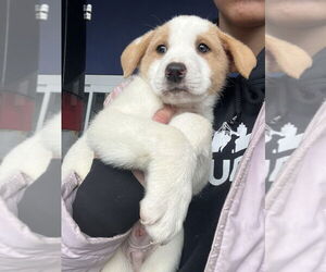 Great Pyrenees-Unknown Mix Dogs for adoption in Brooklyn, NY, USA