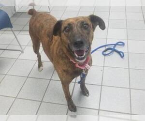 Mutt Dogs for adoption in Canfield, OH, USA