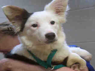 Pembroke Welsh Corgi Dogs for adoption in Ogden, UT, USA