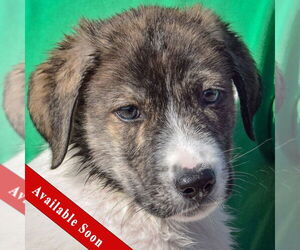Australian Shepherd-Red Heeler Mix Dogs for adoption in Huntley, IL, USA