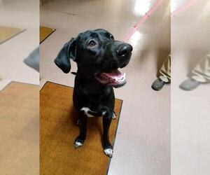 German Shorthaired Lab Dogs for adoption in Benson, MN, USA