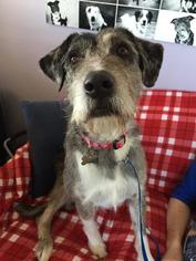 Small Catahoula Leopard Dog-Great Pyrenees Mix