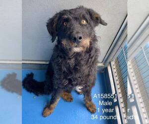German Shepherd Dog-Portuguese Water Dog Mix Dogs for adoption in Calgary, Alberta, Canada