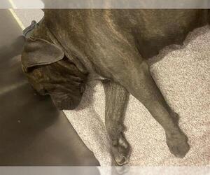 Mastiff-Unknown Mix Dogs for adoption in Modesto, CA, USA