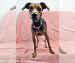 Meagle Dogs for adoption in Morton Grove, IL, USA