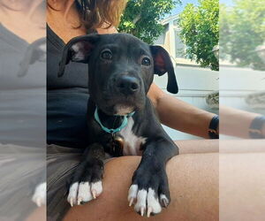 American Staffordshire Terrier-Unknown Mix Dogs for adoption in San Juan Capistrano, CA, USA