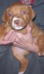 Medium Photo #1 Bogle Puppy For Sale in Newfoundland, PA, USA