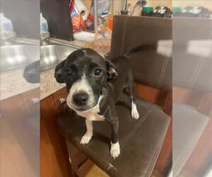 Labrador Retriever-Unknown Mix Dogs for adoption in Conroe, TX, USA