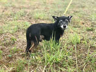 Chihuahua Dogs for adoption in McKinleyville, CA, USA