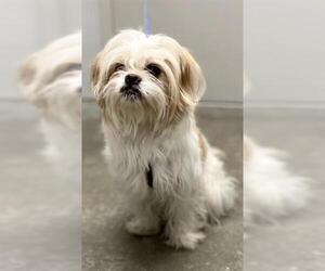 Shih Tzu Dogs for adoption in Rosenberg, TX, USA