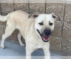 Labrador Retriever-Unknown Mix Dogs for adoption in Tulsa, OK, USA
