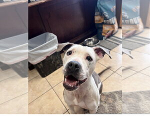 Mutt Dogs for adoption in Tracy City, TN, USA