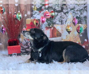 Dachshund-Unknown Mix Dogs for adoption in Chino Hills, CA, USA