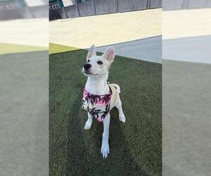 Mutt Dogs for adoption in San Martin, CA, USA