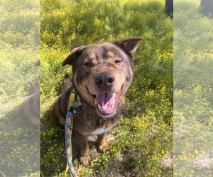 Akita-Siberian Husky Mix Dogs for adoption in phoenix, AZ, USA