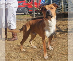Black Mouth Cur-Labrador Retriever Mix Dogs for adoption in Wetumpka, AL, USA