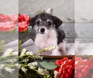 Malchi Dogs for adoption in Sheridan, CO, USA
