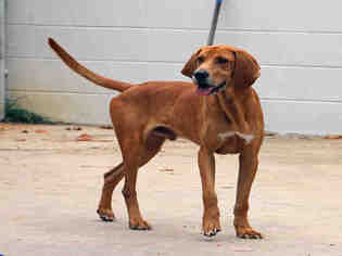 Medium Photo #1 Bloodhound Puppy For Sale in Fort Walton Beach, FL, USA