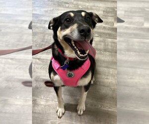 Mutt Dogs for adoption in Ellijay, GA, USA