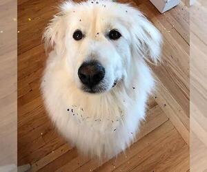 Great Pyrenees Dogs for adoption in Warwick, RI, USA