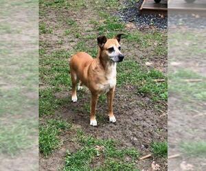 Mutt Dogs for adoption in White River Junction, VT, USA