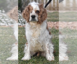 Cocker Spaniel Dogs for adoption in Palo Alto, CA, USA
