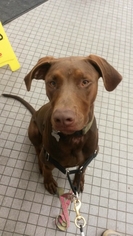 Doberman Pinscher-Unknown Mix Dogs for adoption in Lakeport, CA, USA
