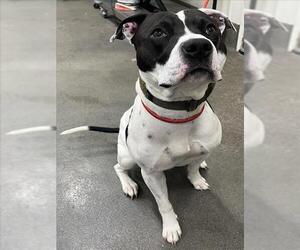 American Bulldog-Unknown Mix Dogs for adoption in Forestville, MD, USA