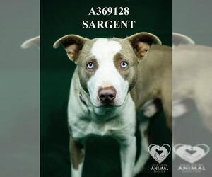 Mutt Dogs for adoption in Stockton, CA, USA